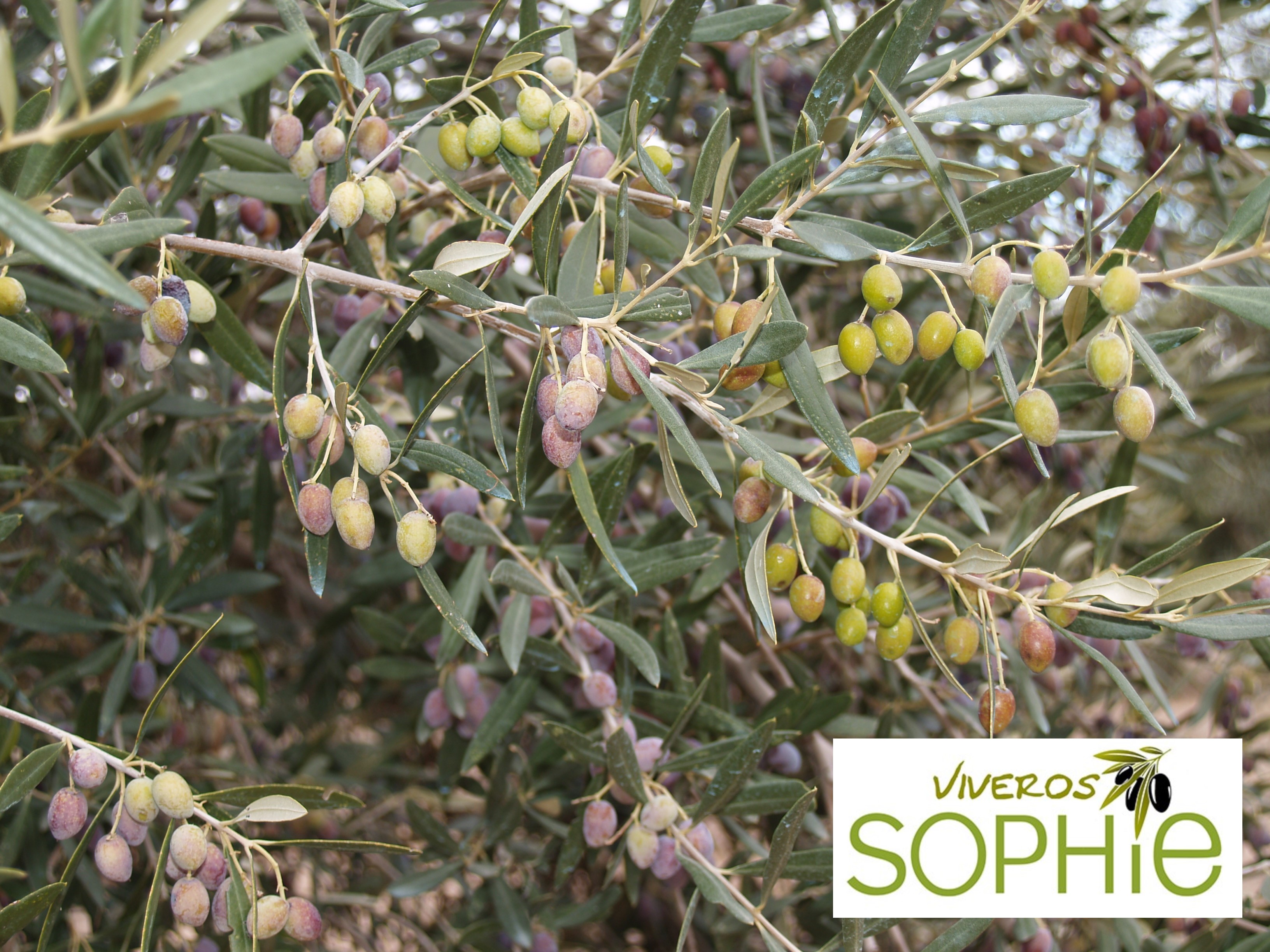 Variedad de olivo CANINO